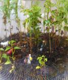 Daniel pavon cuellar miniature forest ecospheres